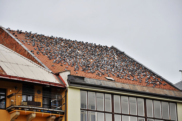 A2B Pest Control are able to install spikes to deter birds from roofs in Ilfracombe. 