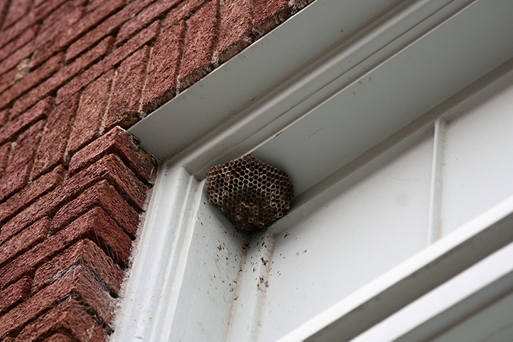 We provide a wasp nest removal service for domestic and commercial properties in Ilfracombe.
